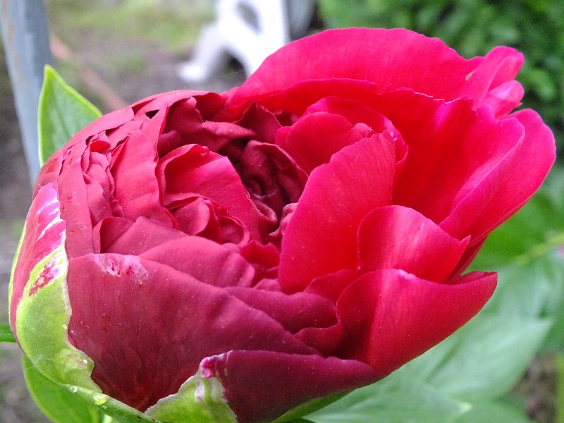 peony14j (3)